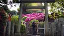 Kuil Nezu Shrine merupakan salah satu kuil tertua di Jepang yang berdiri di tengah jantung kota Tokyo yang sibuk. (AP Photo/Eugene Hoshiko)