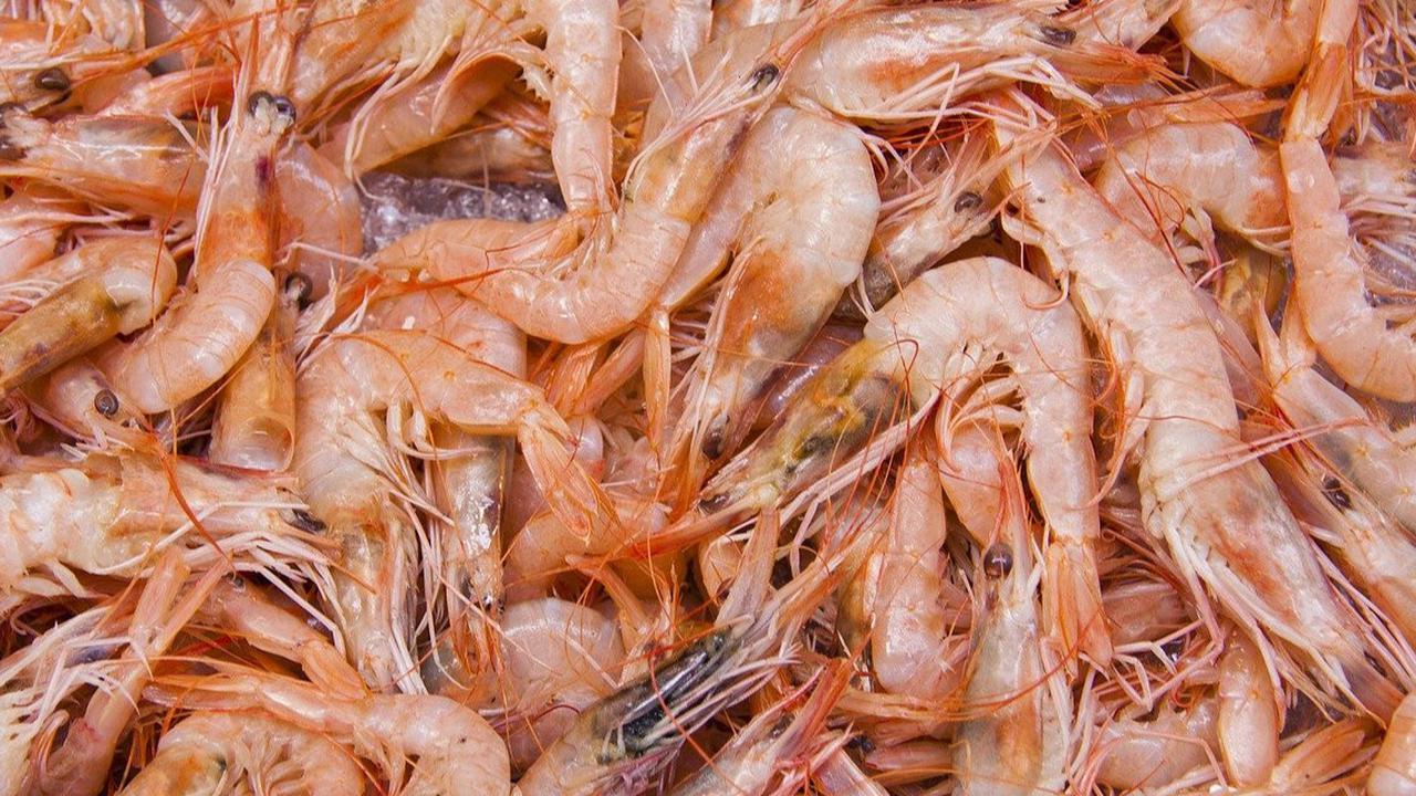 Gara-Gara Ini, Ekspor Udang Indonesia Anjlok