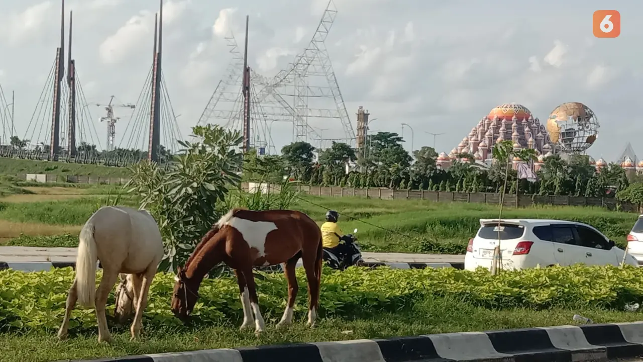 Sepasang kuda memakan rumput di taman trotoar Kota Makassar (Liputan6.com/Ahmad Yusran)