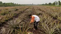 Petani yang tergabung Masyarakat Peduli Api bersama Komunitas Tani Tunas Makmur memetik nanas di Sei Pakning, Bengkalis, Riau, Rabu (11/9/2019). Pertamina RU II Production Sei Pakning membangun pola kemitraan dan pembinaan dengan program CSR bersama petani gambut. (Liputan6.com/Faizal Fanani)