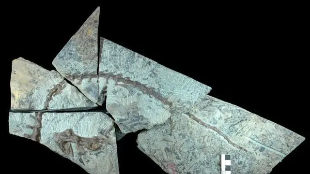 Temuan fosil dinosaurus serupa kalkun dari Australia (sumber: University of Queensland)