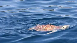 Penyu yang dilepaskan tampak berenang di laut di Wilayah Lingshui, Provinsi Hainan, China selatan, pada 9 Agustus 2020. Sebanyak 99 ekor penyu, baik yang terdampar maupun hasil sitaan oleh penegak hukum, dilepaskan kembali ke laut pada Minggu (9/8). (Xinhua/Zhang Liyun)