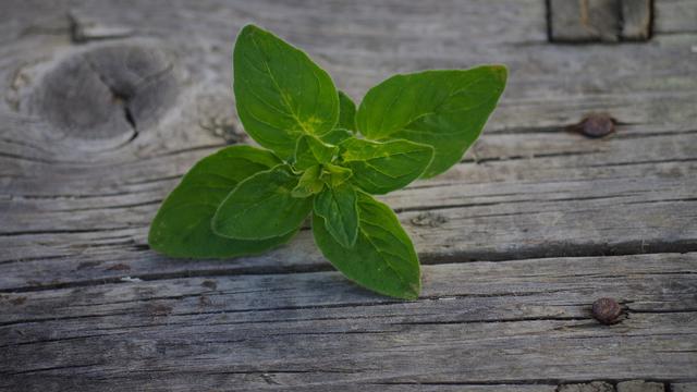 Ilustrasi Daun Oregano