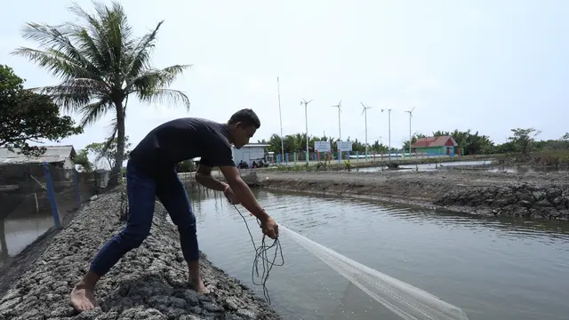 Warga Dusun Bondan, Desa Ujungalang, Kecamatan Kampung Laut masih mengandalkan pasokan Listrik dari tenaga surya yang dikelola secara mandiri oleh koperasi.