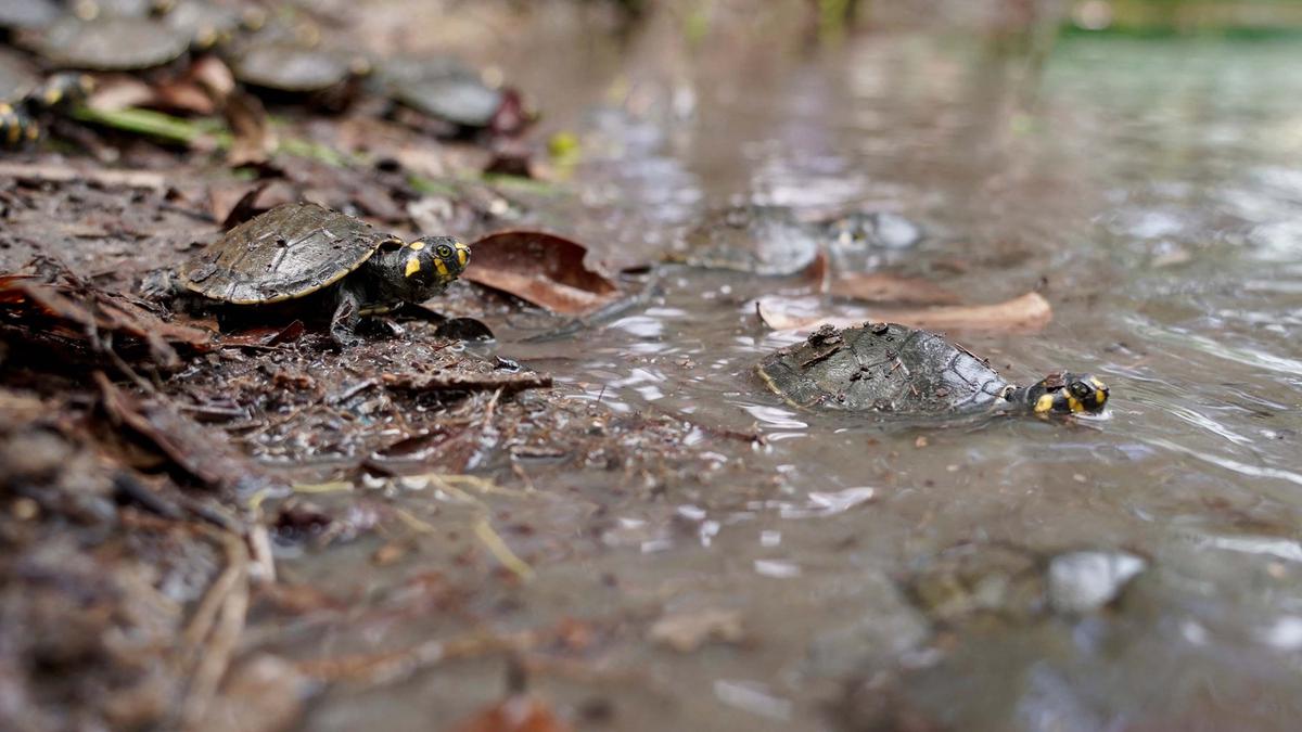Ribuan Kura-kura Sungai Berbintik Kuning Dilepasliarkan di Wilayah Amazon