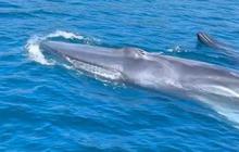 Momen Langka Tiga Paus Biru Muncul di Perairan Sabang, Pulau Rubiah Jadi Sorotan Wisata Dunia