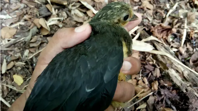 Krisis Makanan, Burung Maleo di Penangkaran Hungayono Terpaksa Berimigrasi