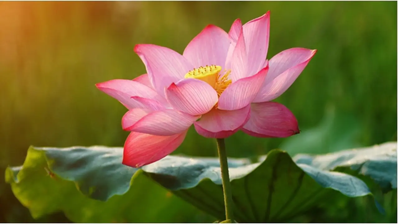 Courtesy ShutterStock.com
