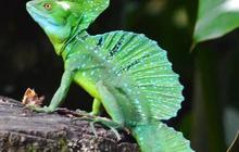 Fakta Kadal Basilisk, Hewan yang Mampu Berenang dan Berlari di Atas Air