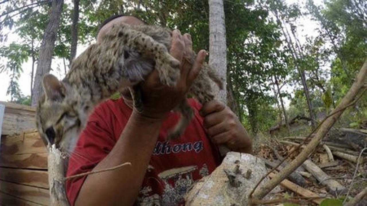 Suroso ungkap perburuan kucing hutan di alas Gunungkidul