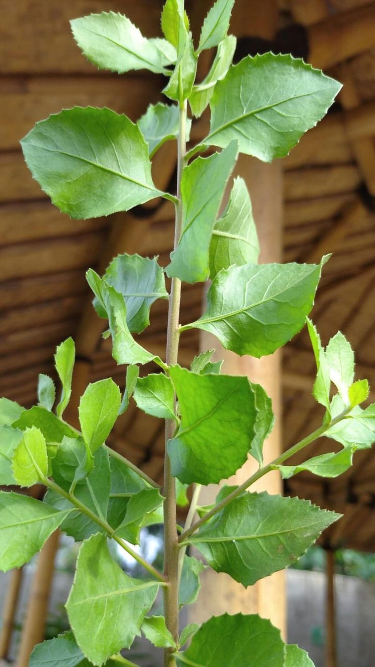 Namun, seperti halnya obat herbal lainnya, konsultasikan dengan dokter sebelum mengonsumsi secara rutin untuk memastikan kesesuaian dengan kondisi kesehatan individu.&nbsp;