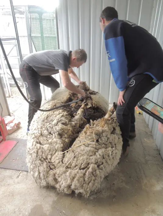 Juara pencukur bulu domba di Australia, Ian Elkins saat mencukur bulu domba liar yang ditemukan tersesat di Canberra, Rabu (3/9/2015). Menurut RSPCA, bulu yang dicukur dari domba tersebut beratnya adalah 40,45 kg. (REUTERS/RSPCA)