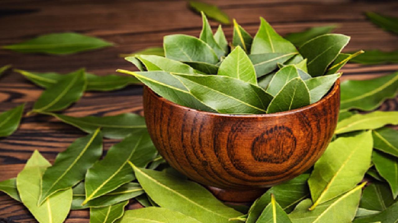 Segudang Manfaat Teh Daun Salam, Ramuan Tradisional Berantas Segala Macam Penyakit