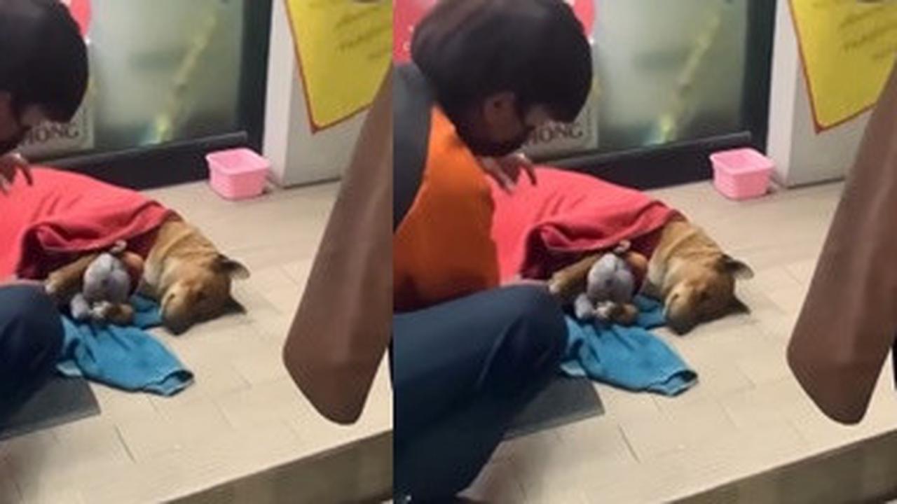 Anjing Moo Daeng Setia Tunggu Pemiliknya yang Telah Wafat di Depan Minimarket, Mirip Hachiko Jepang