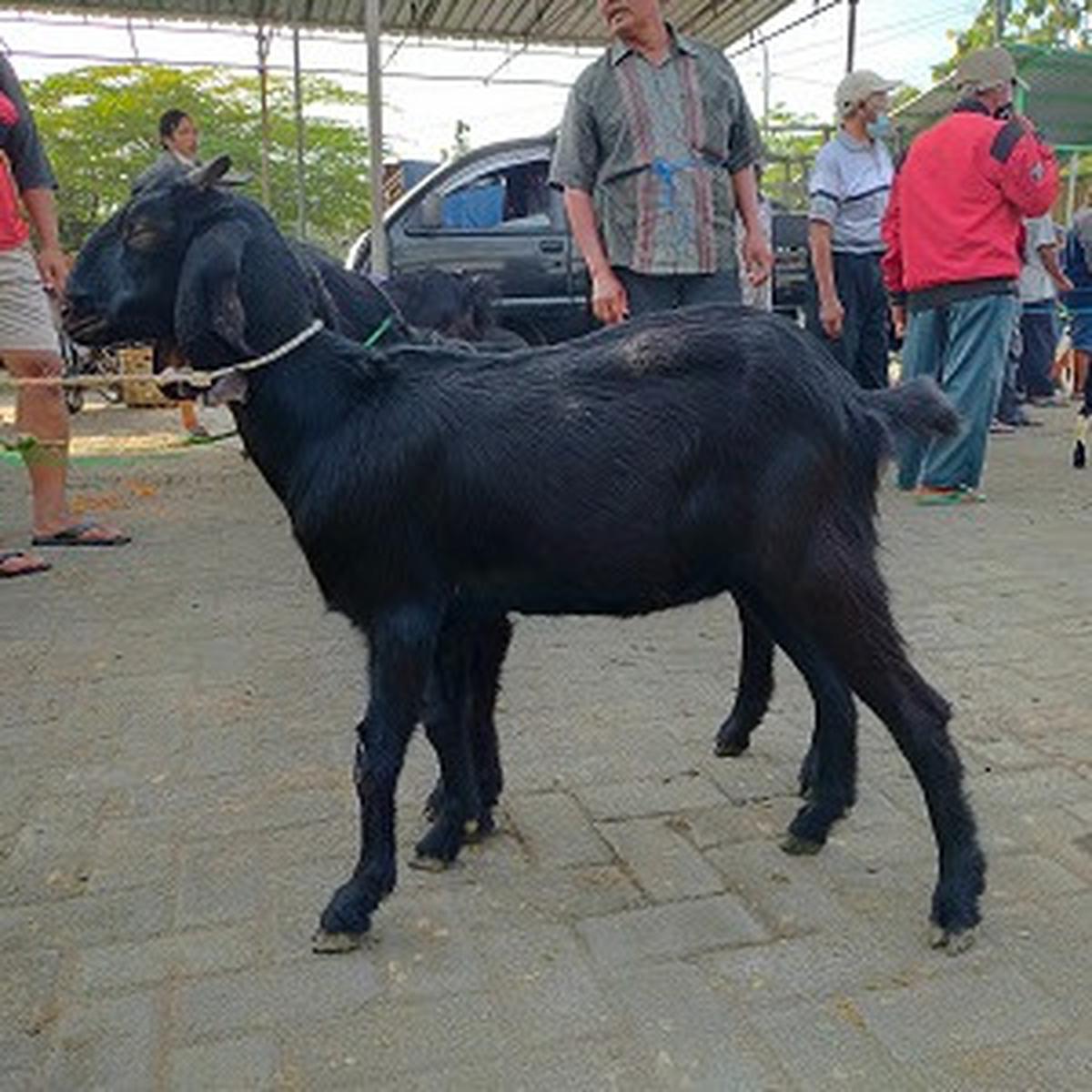 ilustrasi kambing cempe