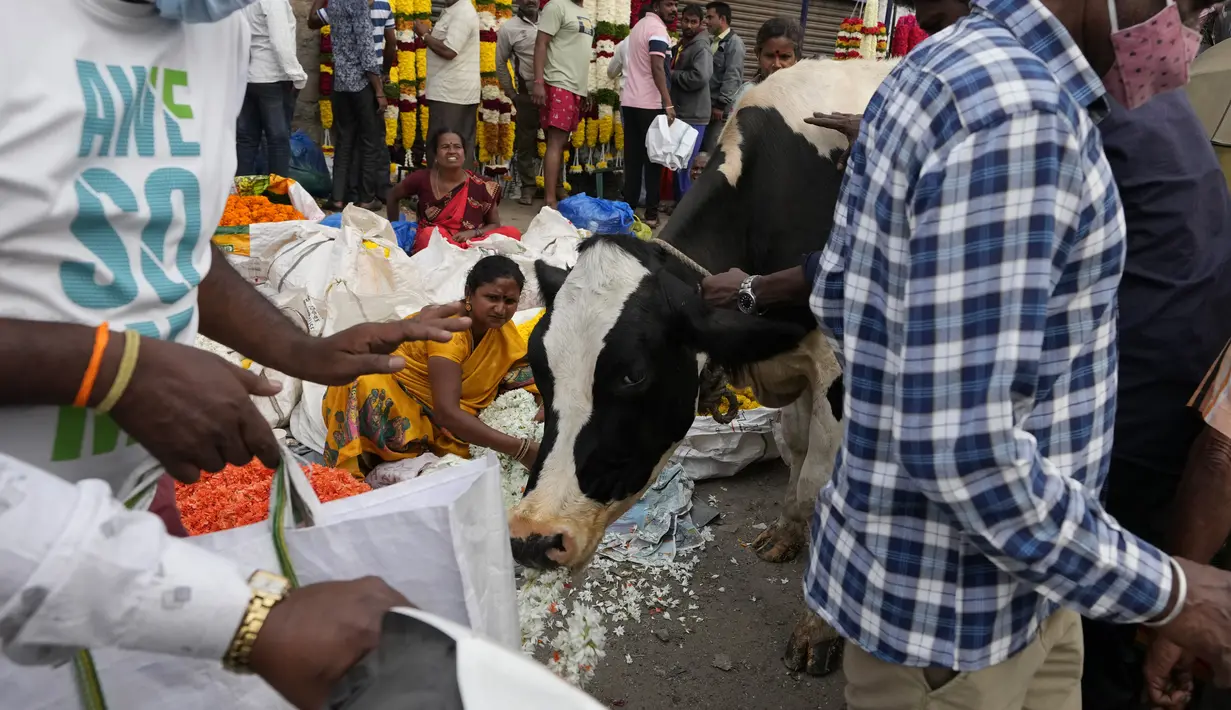 Seekor sapi mengambil seikat bunga dari penjual di pasar grosir di Bengaluru, India, Rabu (13/4/2022). Orang-orang telah kembali beraktivitas normal setelah pihak berwenang mencabut pembatasan COVID-19 termasuk mengenakan masker wajah di tempat-tempat umum. (AP Photo/Aijaz Rahi)