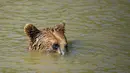 Beruang cokelat Hana menundukkan kepalanya saat mendinginkan diri di kolam air di Bear Sanctuary Pristina, Kosovo, Kamis (8/7/2021). Warga di Eropa timur yang tidak terbiasa dengan suhu tinggi sedang berjuang untuk mengatasi gelombang panas yang melanda seluruh wilayah. (AP Photo/Visar Kryeziu)
