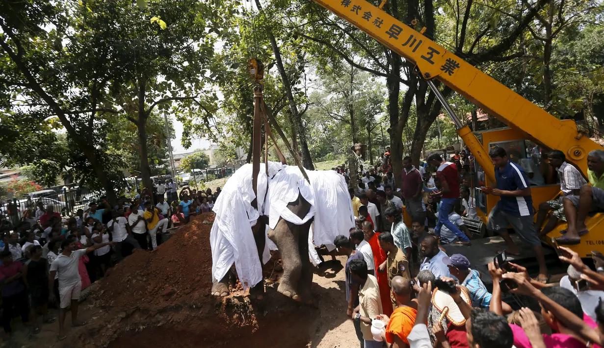 Alat berat digunakan untuk mengangkat seekor gajah kedalam liang lahat di Colombo, Sri Lanka, Selasa (15/3). Gajah yang bernama Hemantha ini mati karena mengalami cedera di kakinya. (REUTERS / Dinuka Liyanawatte) 