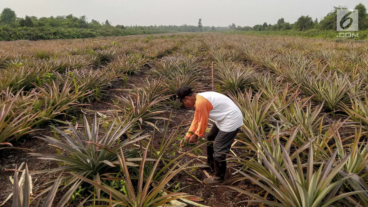 Pasca Kebakaran Hutan, Petani Gambut Tanam Nanas