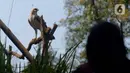 Burung Elang Brontok (Nisaetus Cirrhatus) bertengger dalam sangkar besar yang ada di area pelepasan burung tersebut. (merdeka.com/Imam Buhori)