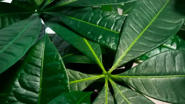 Manfaat Rebusan Daun Randu