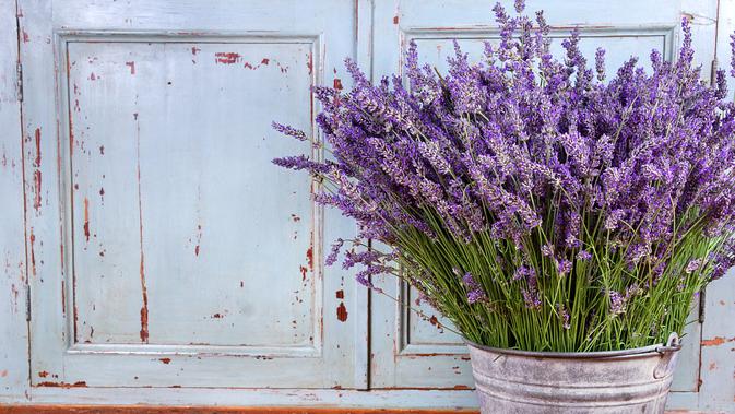 Cara Menanam Bunga Lavender di Pot, Mudah Dipraktikkan