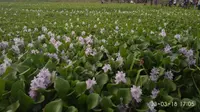 Foto : Lokasi wisata Cekdam yang ditumbuhi bunga eceng gondok di Kupang, NTT (Liputan6.com.Ola Keda)