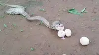 Ular kobra saat mengeluarkan telur ayam dari perutnya