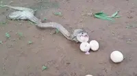 Ular Kelaparan, Telan 7 Telur Ayam secara Bersamaan