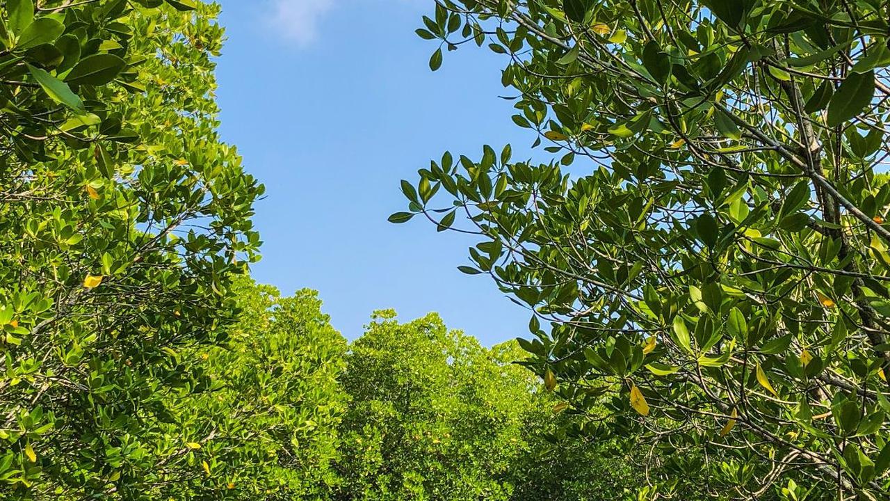 Di tengah hingar-bingarnya sebagai salah satu kota terbesar di Indonesia, ternyata Surabaya juga memiliki berbagai wisata mangrove yang asri. Beberapa destinasi wisata mangrove itu bisa dijadikan pilihan untuk sekadar bersantai menikmati akhir pekan.