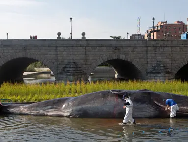 Sejumlah orang berpakaian ilmuwan memeriksa patung paus sperma berbahan fiberglass di sungai Manzanares, Madrid, 14 September 2018. Paus berukuran 15 meter tersebut merupakan instalasi seni karya Kapten Boomer. (AP Photo/Paul White)