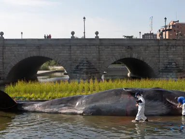 Sejumlah orang berpakaian ilmuwan memeriksa patung paus sperma berbahan fiberglass di sungai Manzanares, Madrid, 14 September 2018. Paus berukuran 15 meter tersebut merupakan instalasi seni karya Kapten Boomer. (AP Photo/Paul White)