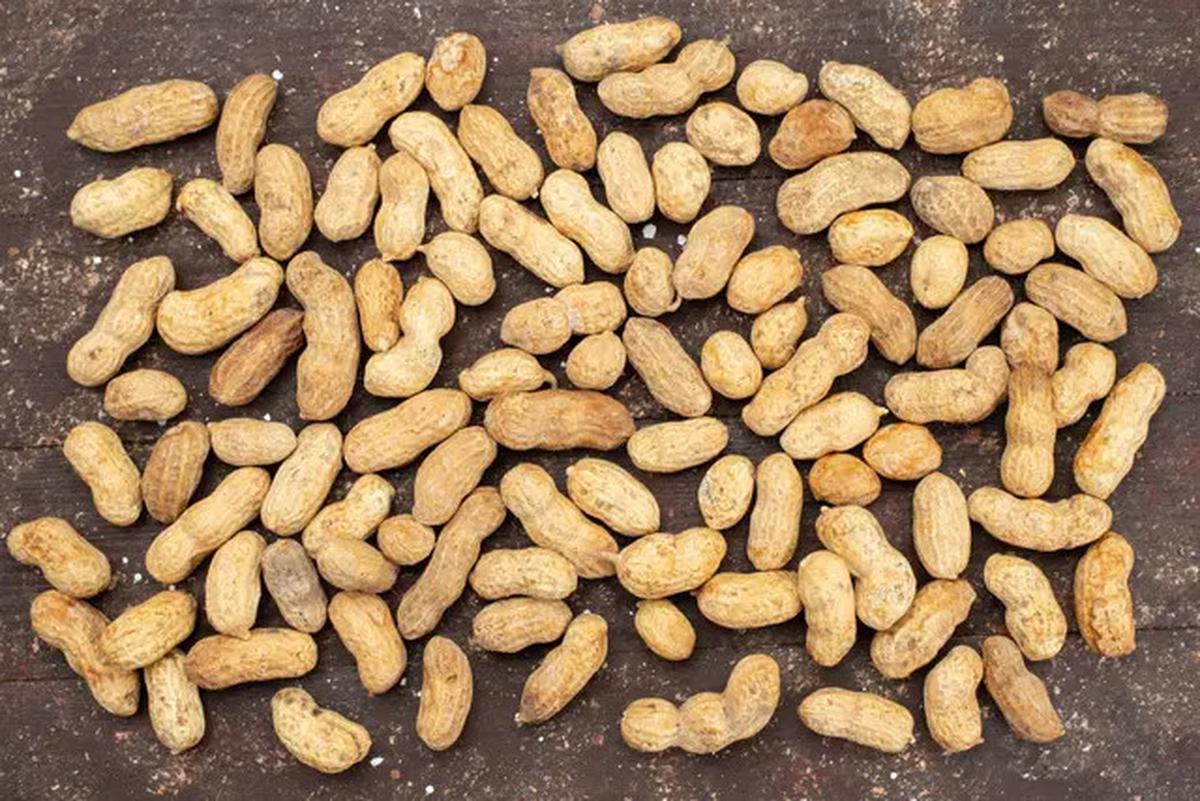 Cara Menyimpan Kacang Tanah Agar Tahan Berbulan-Bulan Seperti Baru Dipanen