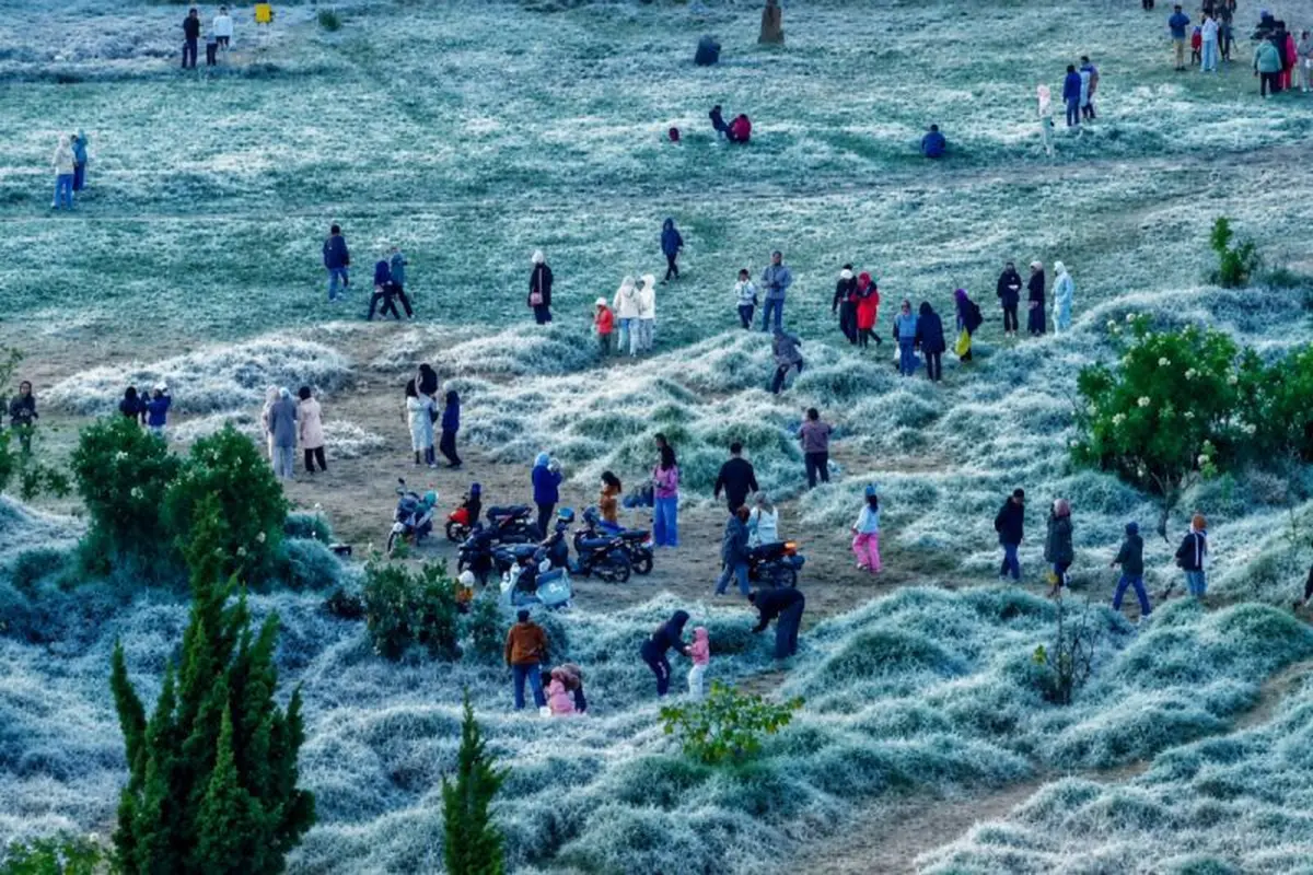 Saat Dieng Berselimut Embun Upas Lebih Sering Tahun Ini