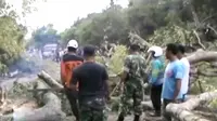 Pohon Beringin Tumbang di Klaten Timpa 4 Orang, 1 Tewas