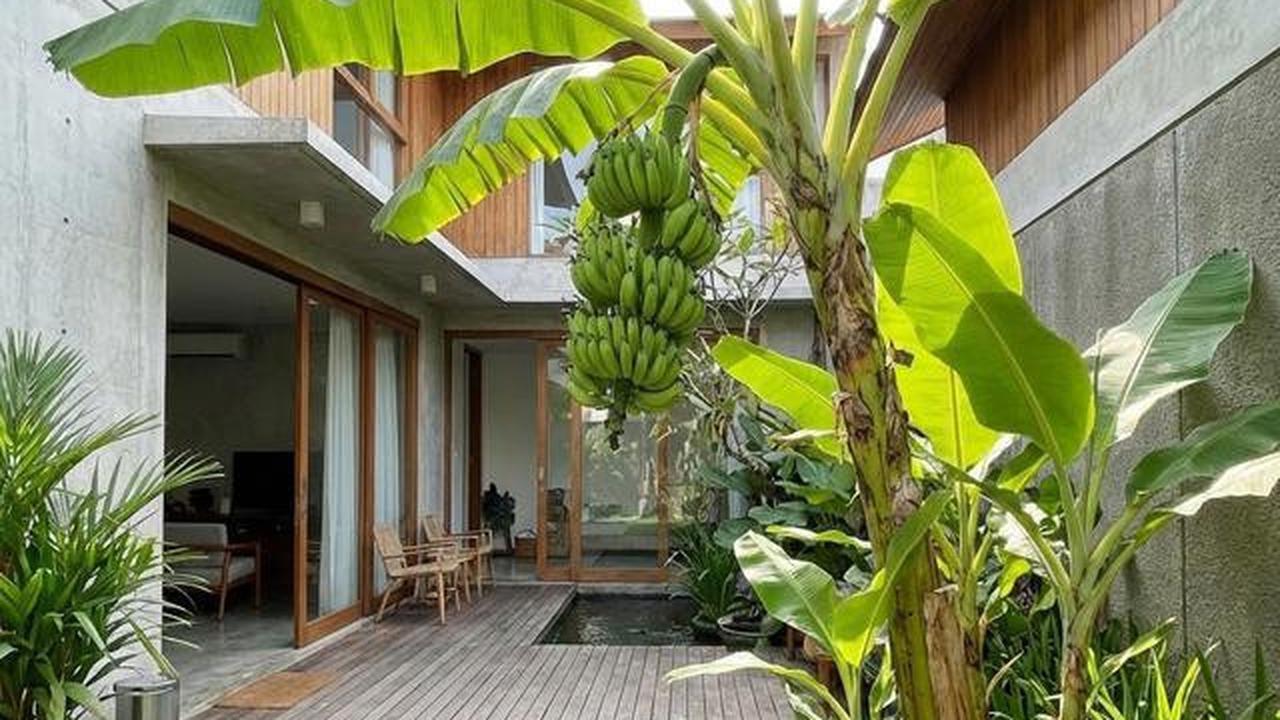 Buah Apa yang Cocok Ditanam di Halaman Belakang? Berikut 10 Tanaman Favorit Keluarga