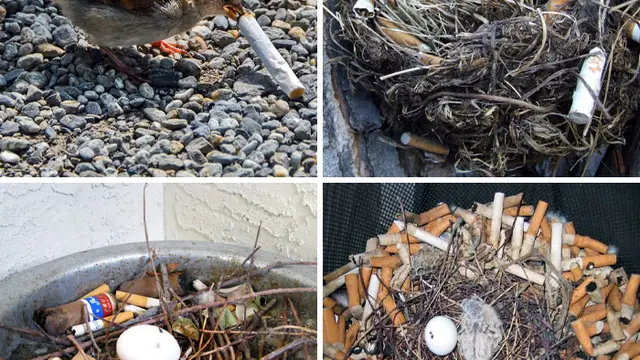 Sarang Burung di Tempat Unik