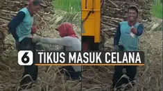 Sang perekam dan teman-teman petani sampai tertawa sepanjang momen apes tersebut terjadi.