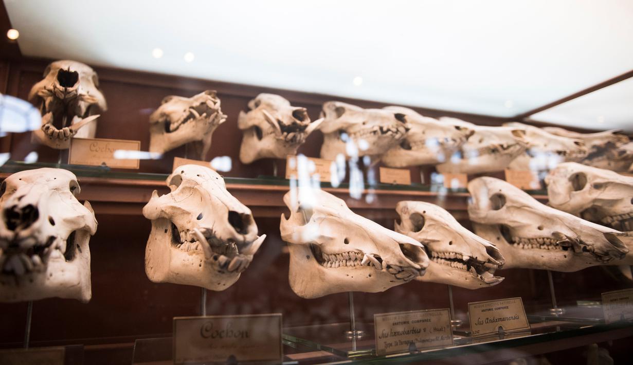 Koleksi tengkorak yang tersimpan di galeri anatomi komparatif Museum Sejarah Alam Prancis di Paris, Kamis (16/11). Museum yang menyimpan ribuan tulang belulang hewan dan benda purba ini berencana merenovasi gedungnya. (Martin BUREAU/AFP)