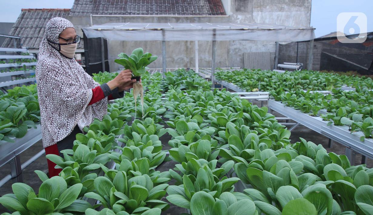 Warga merawat sayuran yang ditanam menggunakan metode hidroponik di atap rumahnya di Ciledug, Kota Tangerang, Banten, Sabtu (24/10/2020). Atap rumah dimanfaatkan untuk budi daya sayuran hidroponik guna menambah pendapatan dan tetap produktif di masa pandemi COVID-19. (Liputan6.com/Angga Yuniar)