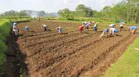 Para petani tembakau di lahan perkebunan mereka di Desa Jatiguwi, Kabupaten Malang (Liputan6.com/Zainul Arifin)