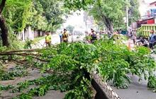 Tahukah Anda? Sejak Januari, 7.898 Pohon Telah Dipangkas di Jakarta Barat untuk Cegah Tumbang Saat Hujan
