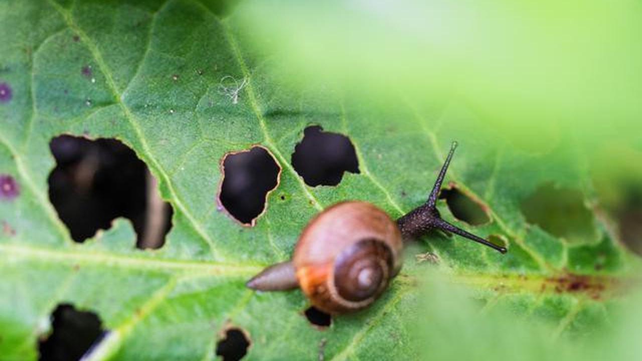 5 Cara Memanfaatkan Ampas Kopi untuk Tanaman agar Subur &amp; Sehat