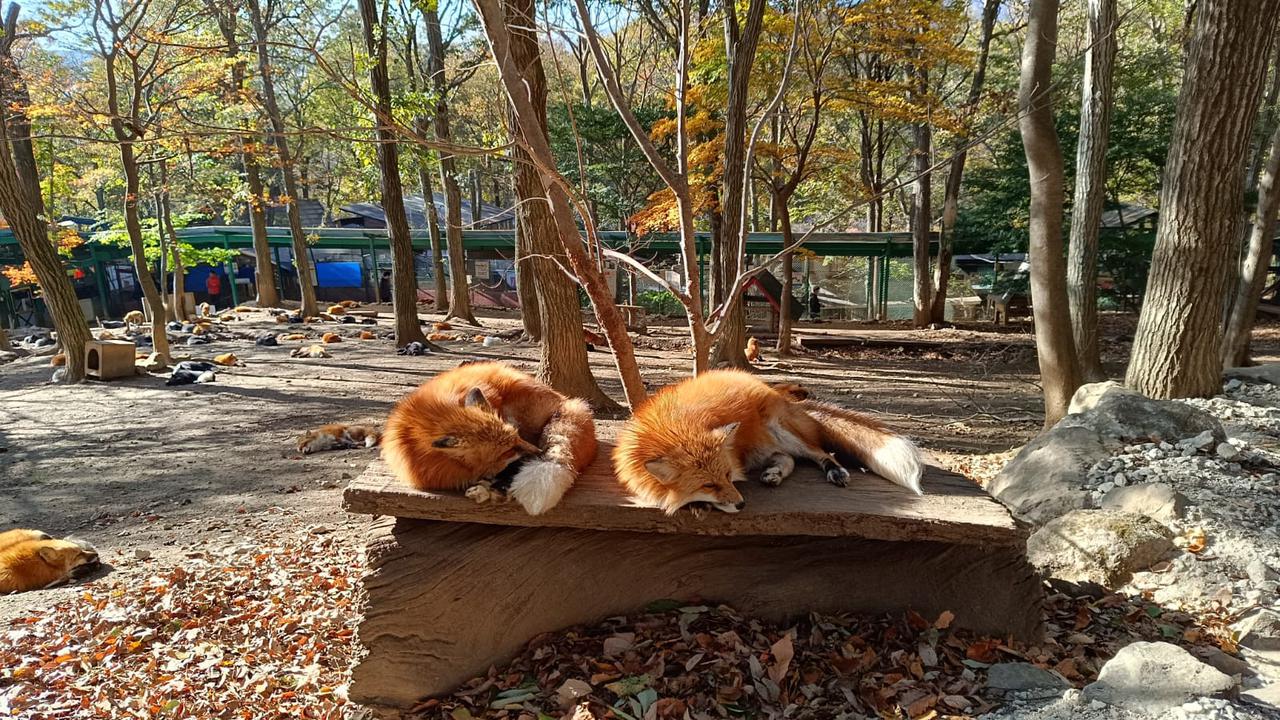 Rubah yang ramah ini hanya bisa ditemukan di Zao Fox Village, Jepang.