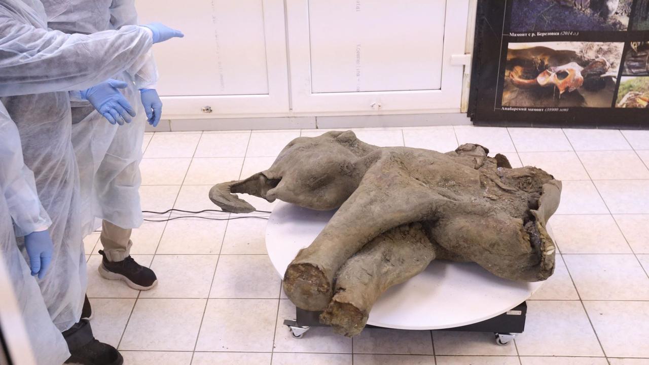 FOTO: Penampakan Bayi Mammoth Ditemukan di Bawah Lapisan Es Abadi Yakutia, Awet Meski Terkubur 50 Ribu Tahun
