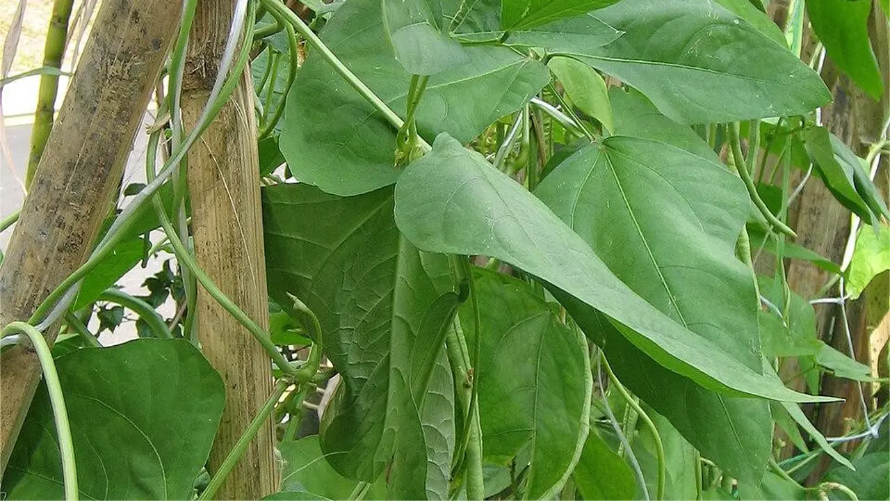 Lembayung, Daun Kacang Panjang