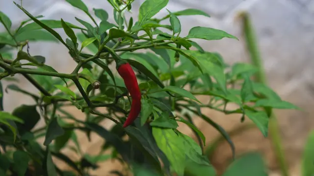 Daun cabai sehat (Foto: freepik/jeswin)