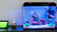 How to Clean a Fish Tank: A Beginner's Guide
