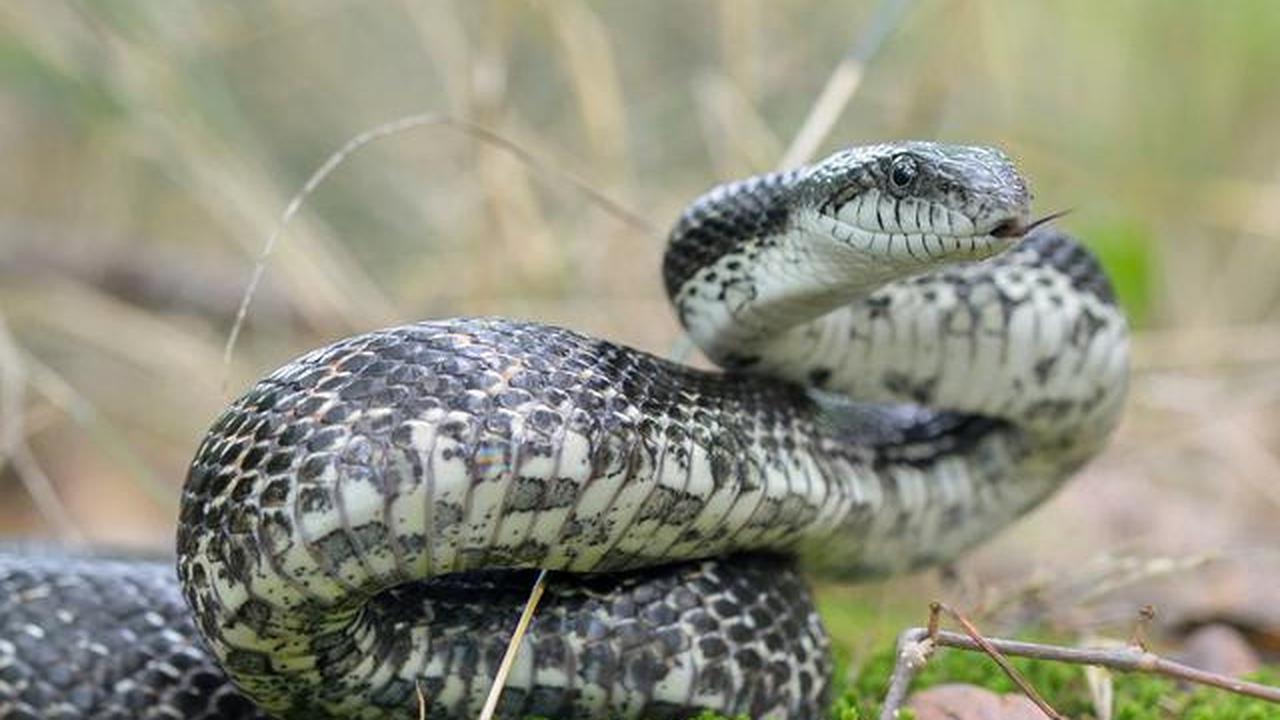 Ular Gray Rat Snake (Pantherophis alleghaniensis).