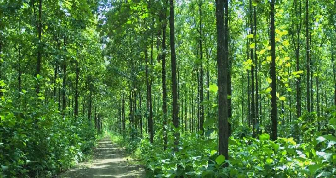Hutan jati yang luas menjadi penawar ketandusan tanah kapur Blora. (Foto : Liputan6.com / Edhie Prayitno Ige)